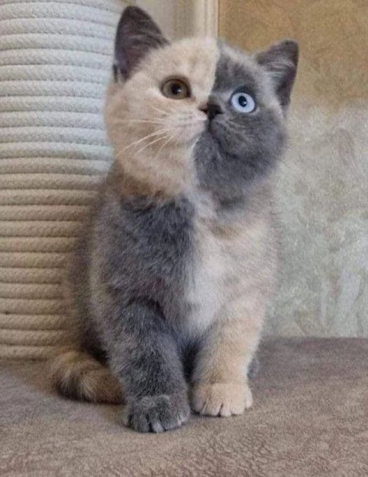 Adorable split-face kitten with stunning blue and brown eyes! 😻