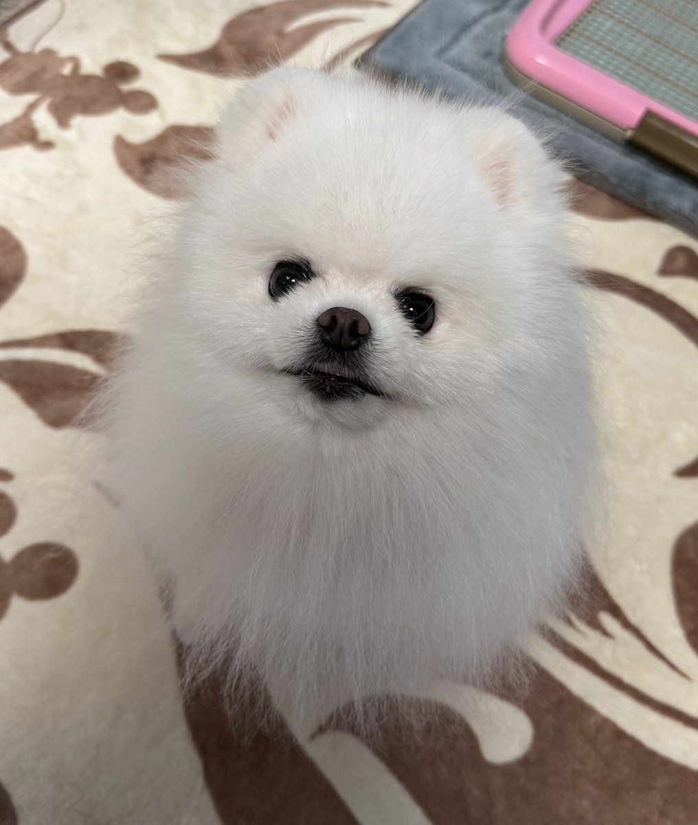可愛い犬 #ポメラニアン