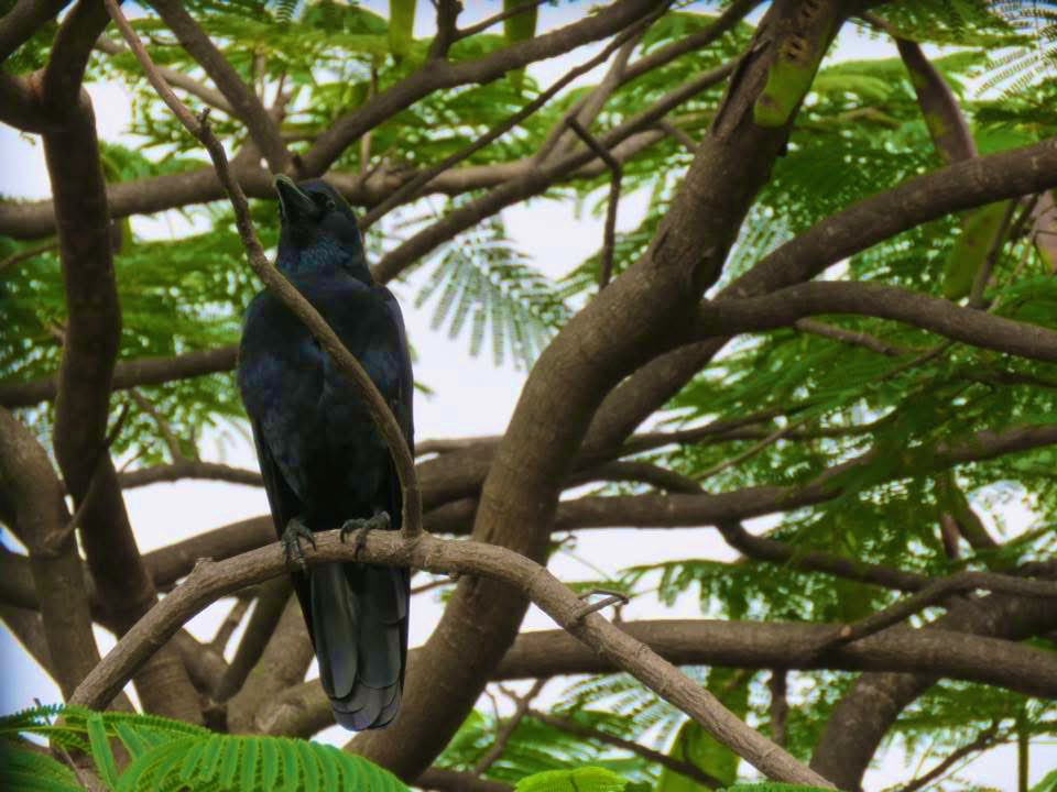 vrundavs's tweet photo. "To learn from the crow 🐦⬛
is to embrace ~
life's mysteries ~
without questioning."
A quote I read 🖤
#MondayMusings #crowsaresmart #vrupix #raven https://t.co/ro2H8MNK3a