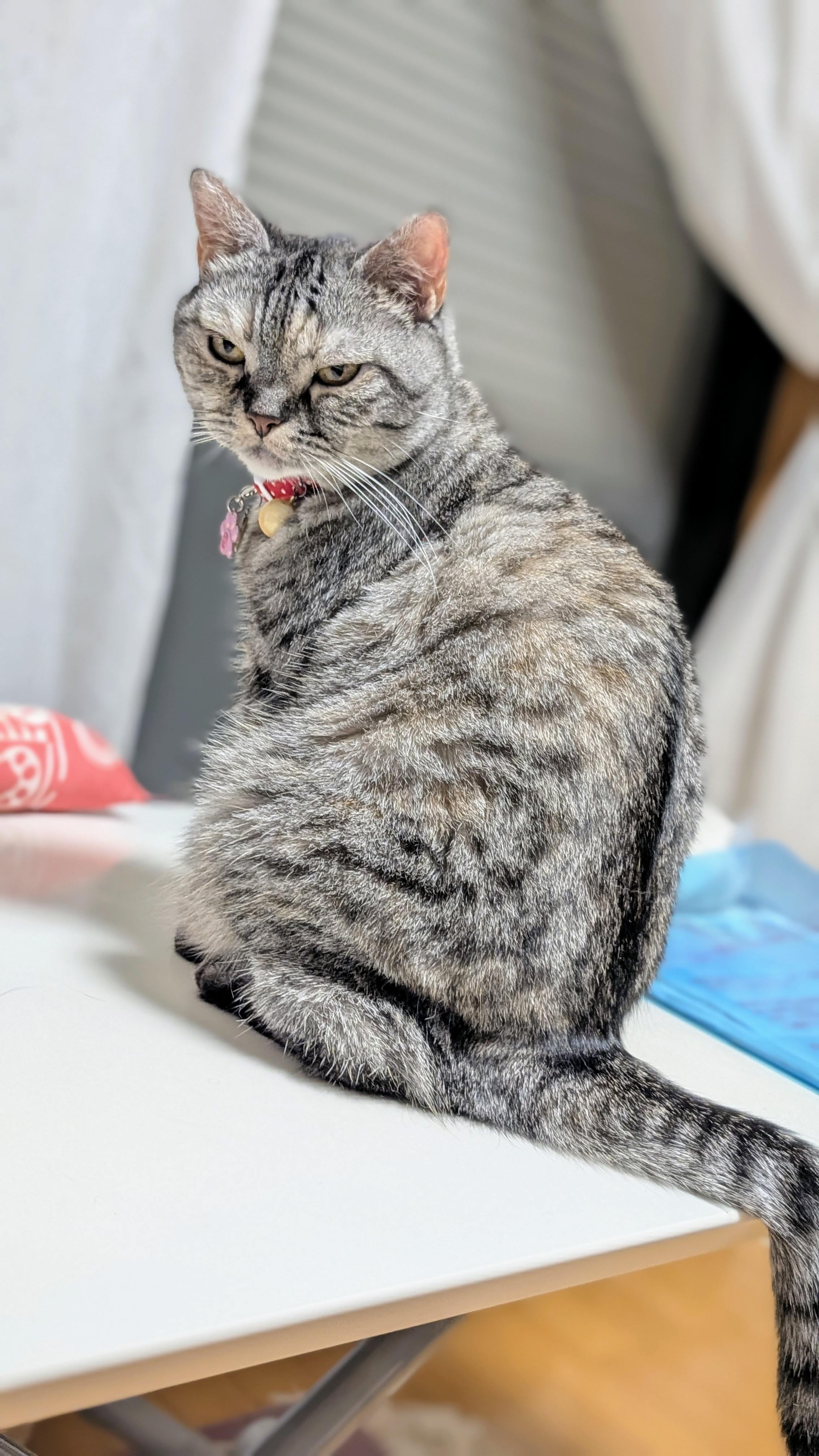 猫さん ねこに転生したおじさん コラボ ぬいぐるみキーホルダー
