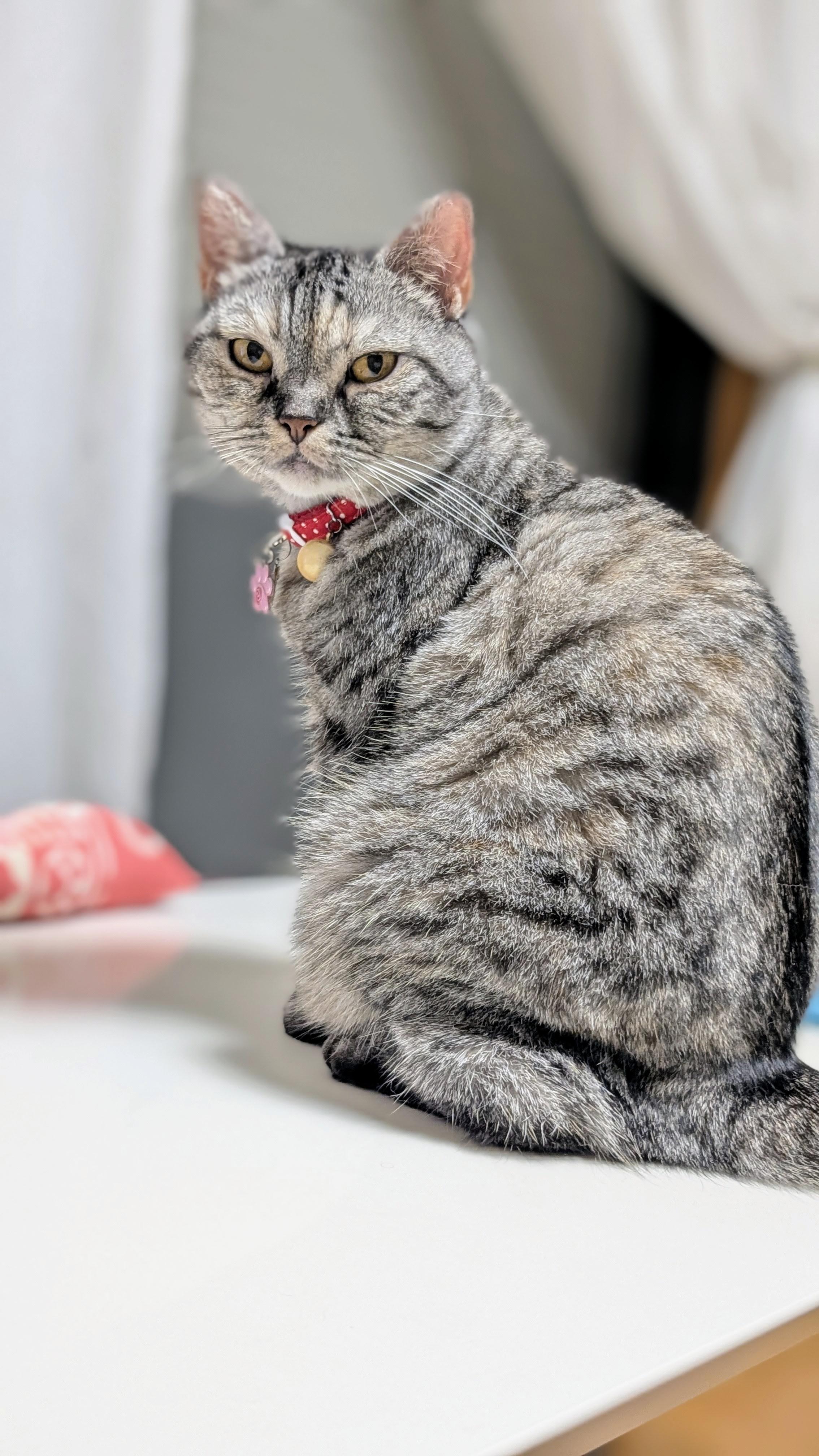 YU。猫　　プロフ確認願 Blob-chan: 