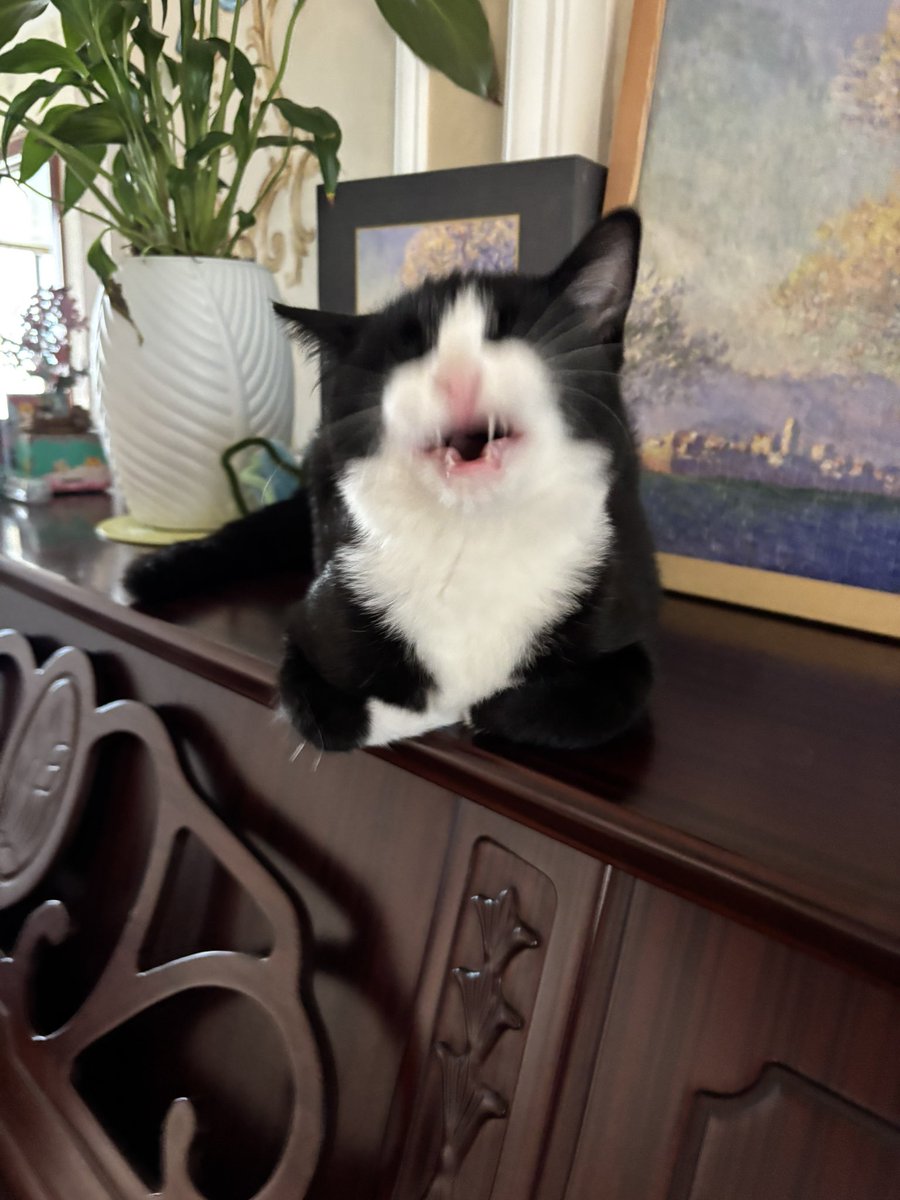 哈欠打不出来的丑宝宝