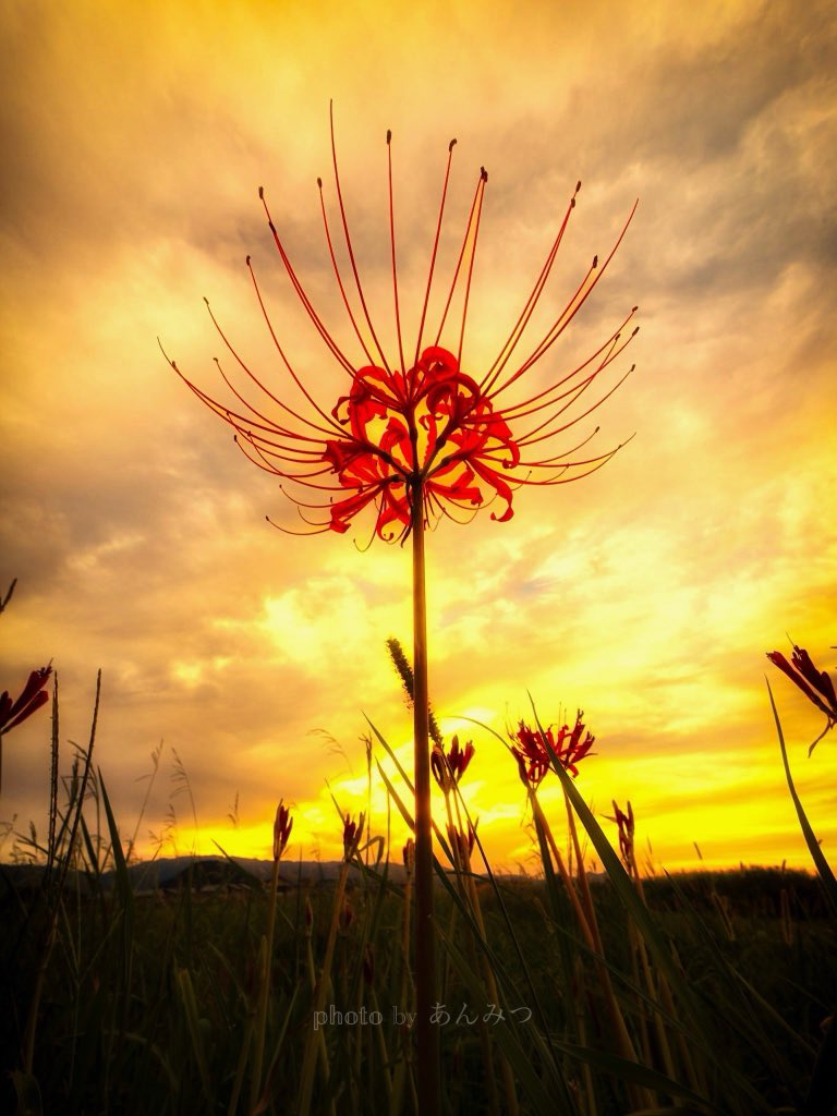 ☆あんみつ☆ (@BiDwVv7B2Uh5VYR) / Posts / X