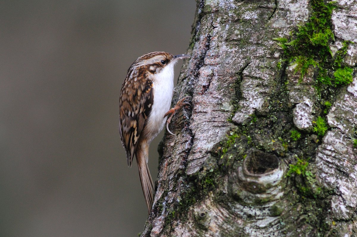 Bird Watching tweet media