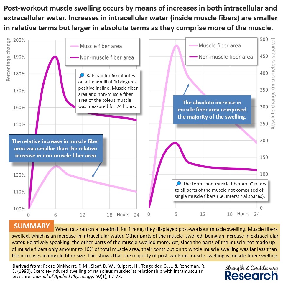 SandCResearch's tweet photo. Most of the swelling that is observed after muscle-damaging exercise is caused by individual muscle fibers increasing in size, not by the spaces between muscle fibers increasing in size. https://t.co/m6HhJlNjxB