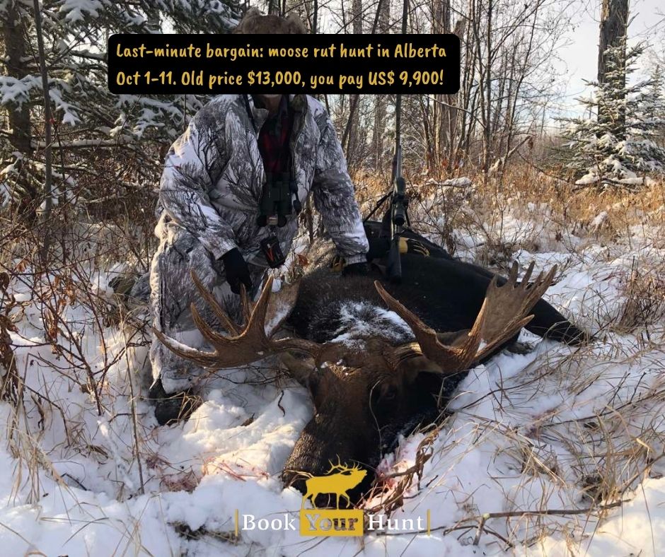 bookyourhunt's tweet image. Last-minute bargain on a rut moose hunt in Alberta!

&quot;Experience of a lifetime in a remote wilderness area.&quot;

Oct 1 - Oct 11, 2025.

Old price: US$ 13,000, you pay $9,900

Click to book this hunt on BookYourHunt.com!

#hunting #moosehunting #huntalberta #bookyourhunt