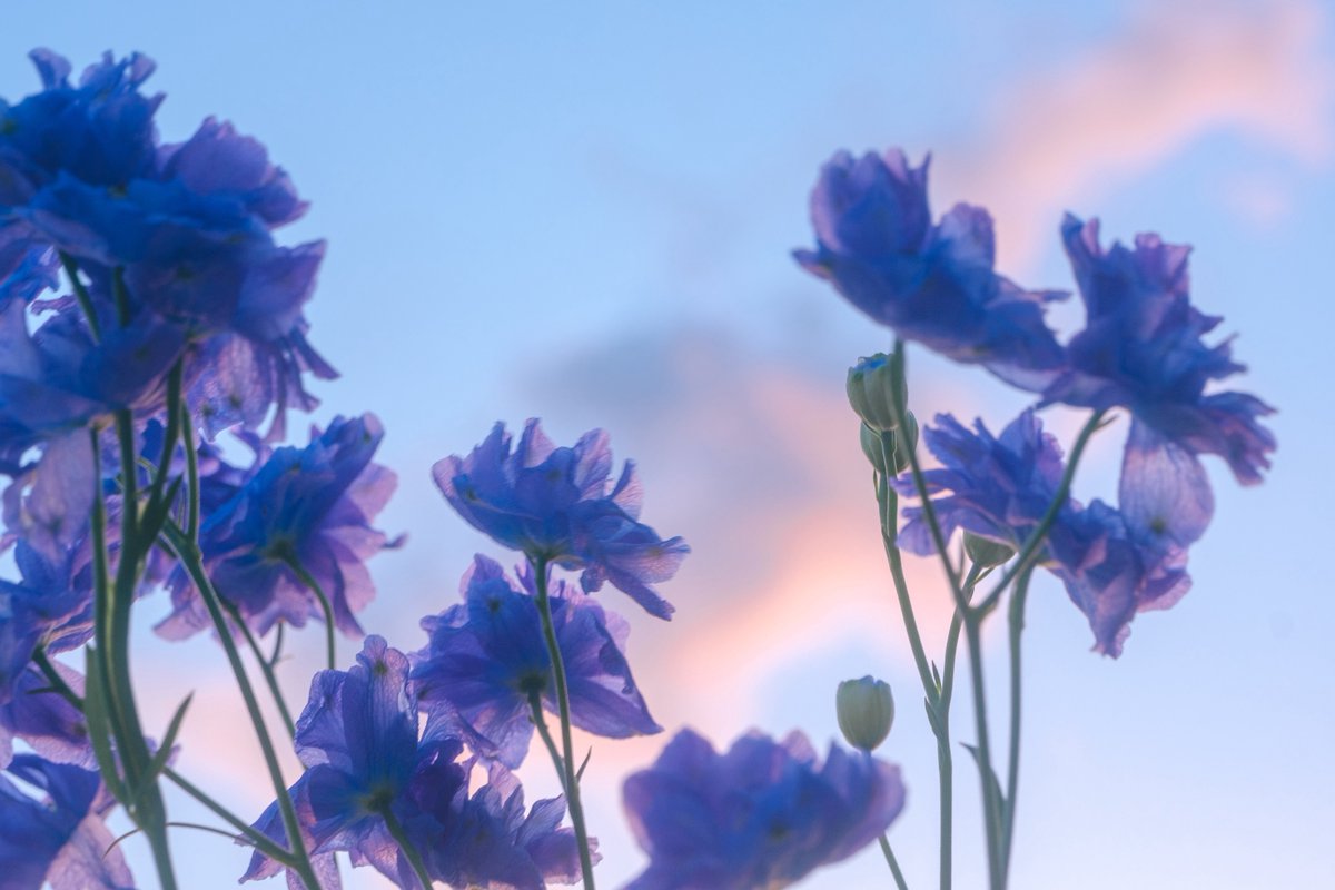 紡季｜tsumugi 書籍発売中 tweet media