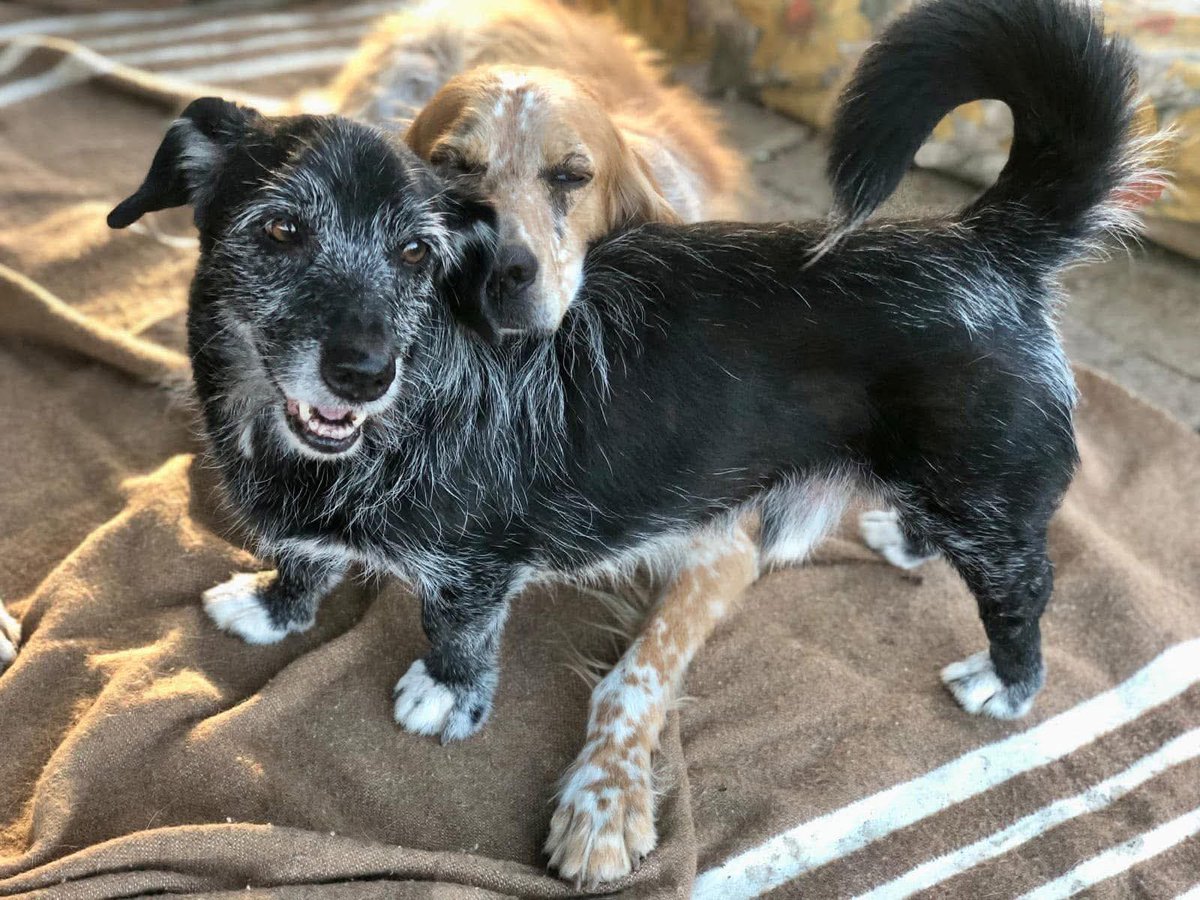 Lei  è  l’amica di tutti  …
Lei è  calma e  serenità…
E tutti  proprio tutti  .. tate  e amici   l’adoriamo🥰
Stefania e  Nerino ♥️♥️
Rifugio  Amici degli  Animali  Gonnosfanadiga  Sardegna
Per  info  Caterina 3486995817