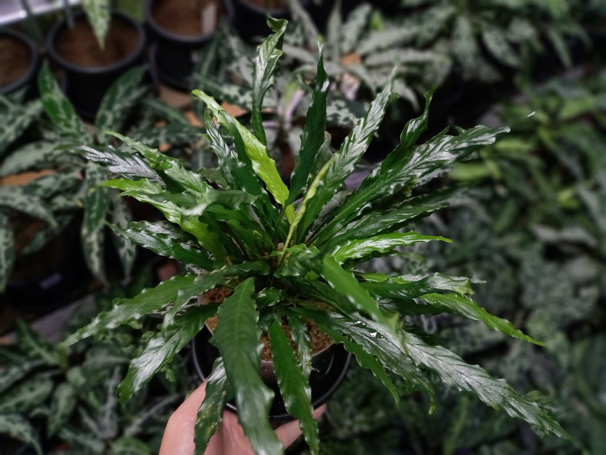 Homalomena
·“TEMPER BLUE”【LA-hyb.22-02】
·“黒兎”【LA0622-01】
·Kedah Malaysia 【LA0717-02】

·Bau gui Kalimantan barat【LA0121-01z】

とんぶりへ子株を持っていきます