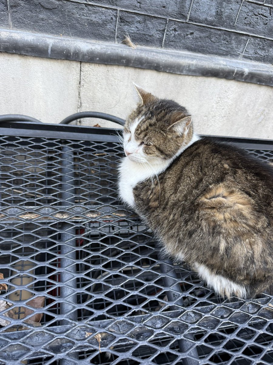 Good to meet the Prime Minster (and of course <a href="/Number10cat/">Larry the Cat</a> !) at No 10 this morning, discussing the economic growth, the NHS and migration. 

A great opportunity to discuss what matters in Gillingham &amp; Rainham