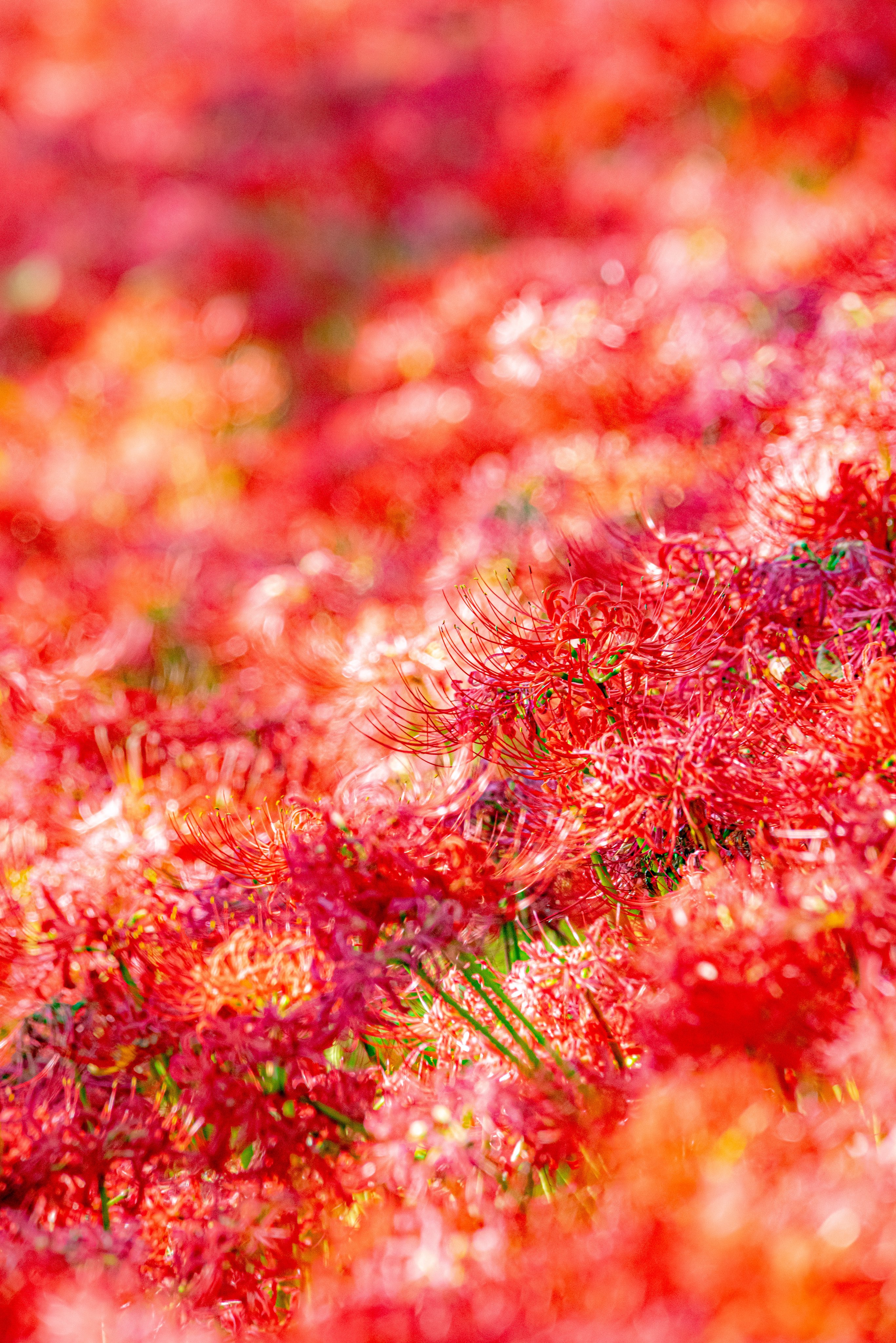 花蓮様　確認ページ Shun Sakamoto on X: 