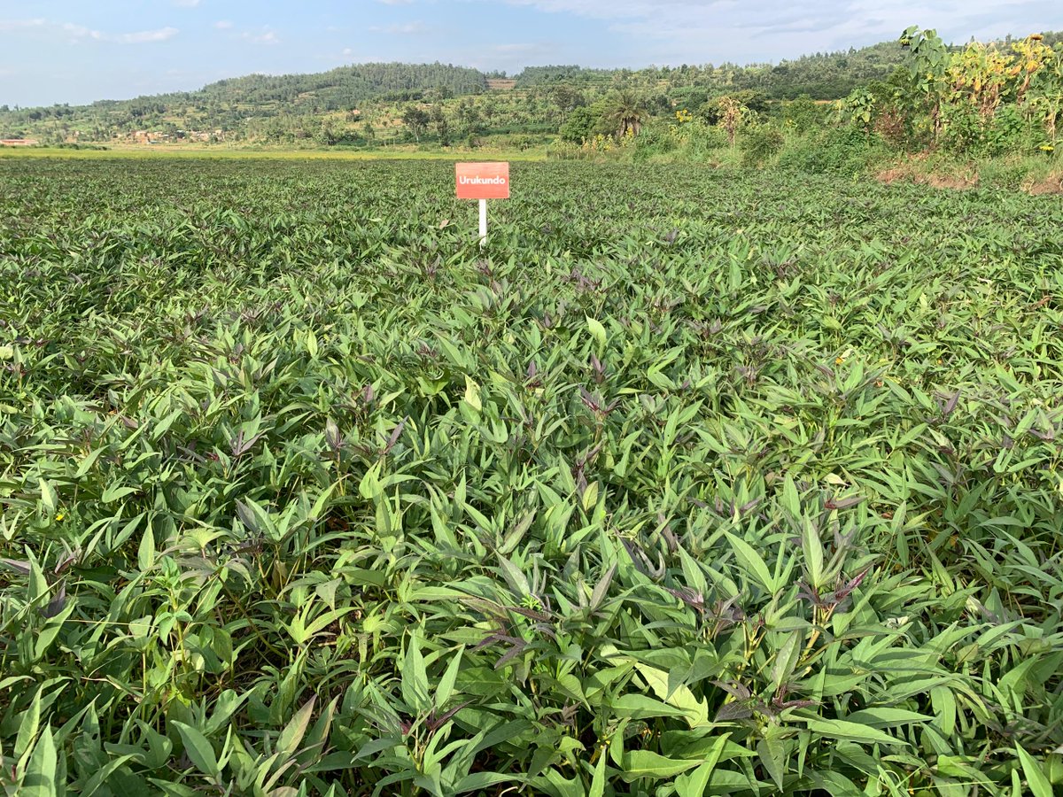 Season kickoff &amp; partnership: The 2026A agricultural season is off to a strong start!
This week, <a href="/CIPRwanda/">CIP</a> &amp; <a href="/RwandaAgriBoard/">Rwanda Agriculture & Animal Resources Devpt Board</a>, with support from @TAAT_OFSP, engaged with Sweetpotato seed multipliers (DVMs) to assess seed quality and ensure farmers access clean planting material.
