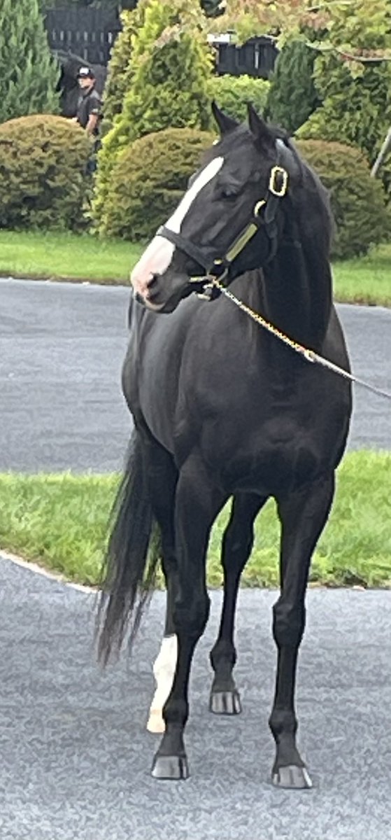 イクイノックス
艶がスゴかった