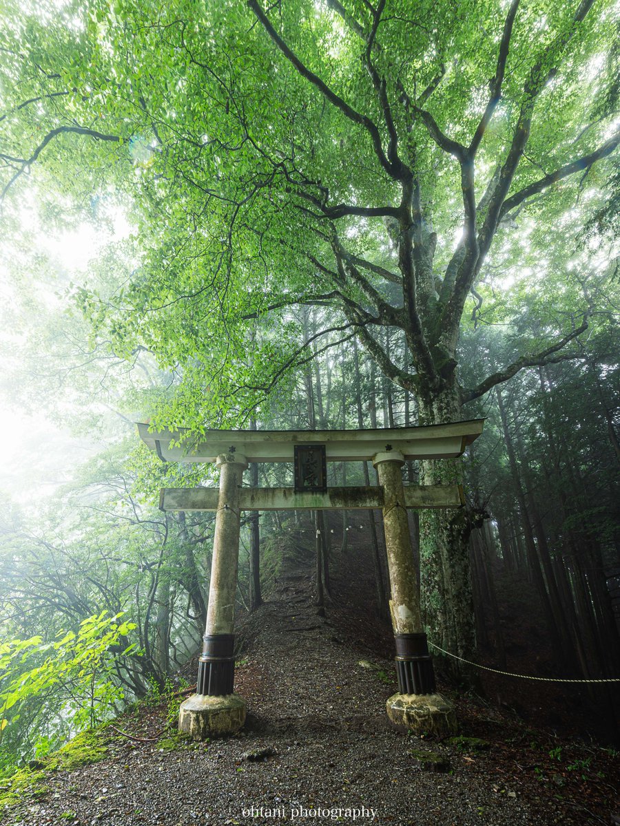 ohtani_tani25's tweet image. 埼玉県にある三峯神社の奥宮へと向かう途中、神聖な気配が空気を満たし、世界が静止したかのような空間が広がっていました。
