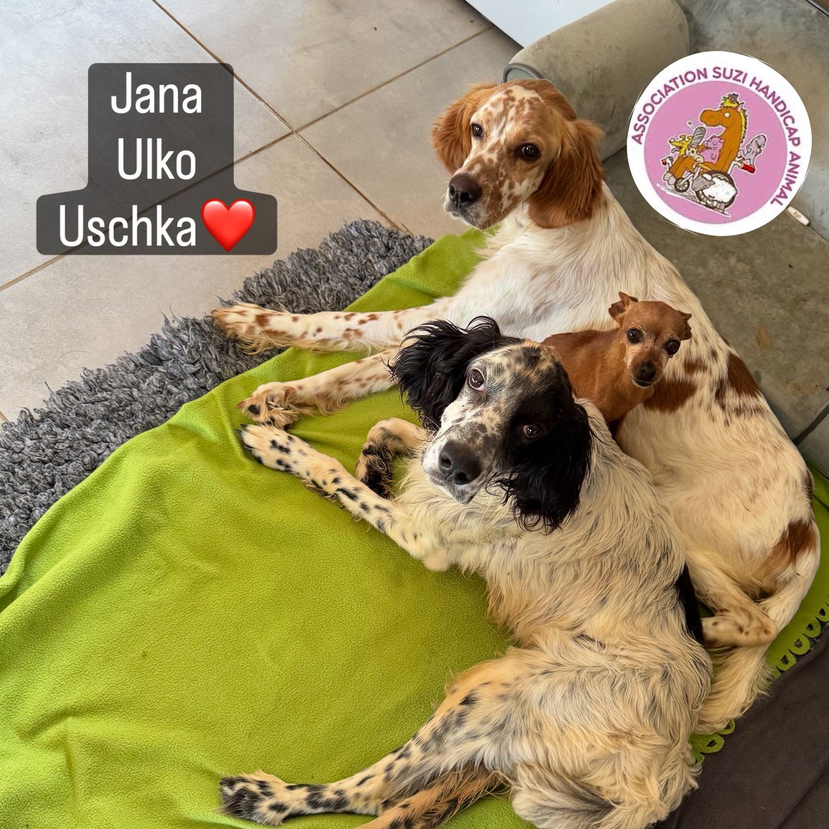 suzihandicapani's tweet photo. ✨ Jana, Ulko & Uschka ✨
Trois petits amours, une fratrie inséparable 💕

Ulko et Uschka sont frère et sœur, liés par une complicité incroyable. Tous deux, aux côtés de leur compagne de vie Jana.  
De graves soucis de santé hépatiques et digestifs ont été diagnostiqués chez eux petits à leur arrivée . Les consultations, examens et suivis vétérinaires s’enchaînent pour essayer de leur offrir les meilleurs soins possibles. 🩺💊 ils ont une alimentation spécialisée également 

Chaque jour est un combat, mais ils gardent dans leurs yeux cette lueur d’espoir et d’amour qui nous pousse à nous battre pour eux. 💖 et ils profitent énormément de la vie malgré tout !!  Ils ne peuvent prendre de poids à cause de cela 🌸  ulko a repassé un scanner dû à son épilepsie récemment ❤️

🙏 Nous avons besoin de votre soutien : que ce soit par un mot doux, un partage, un parrainage ou un don, chaque geste compte pour alléger le poids de ces soins s’ pour notre refuge.

Parce qu’ensemble, nous pouvons leur offrir la chance de continuer à vivre entourés de tendresse et de soins adaptés. 🌈🐾