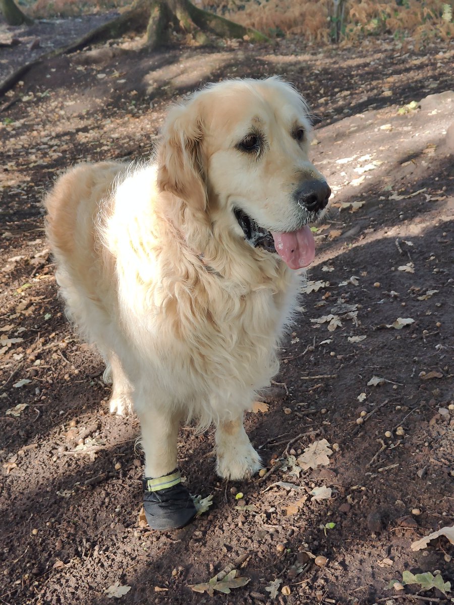 A fellow walker called me 'Old Man' today 😱 I may be 10 in 5 months but pitch me a 🎾🎾 and I'll show Usain Bolt ⚡🏃 a thing or two!! 🤣🤣
#MondayMotivation #goldenretriever #StillGotIt