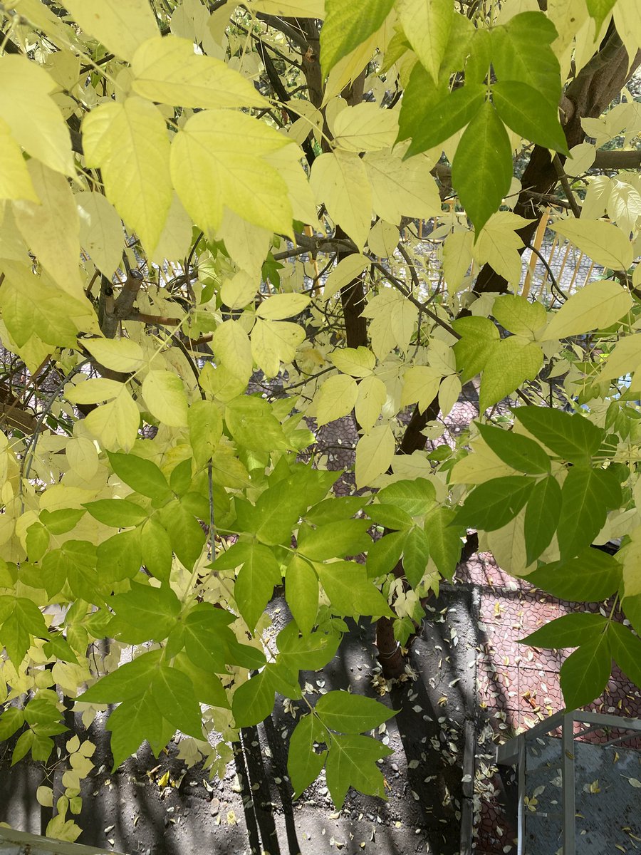 Гэгэлзээд намрын синдром эхлээд бхын.