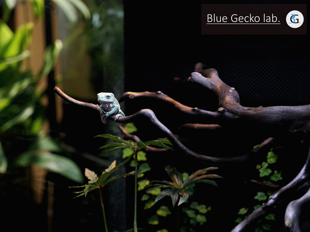 ブルーゲッコーラボ (@bluegeckolab) on Twitter photo 
