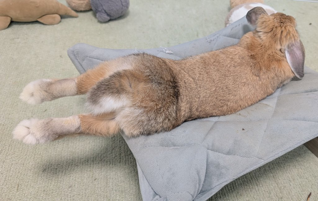 mlkchcusa's tweet image. 足放り投げうさけつようび

#うさぎ #うさぎのいる暮らし