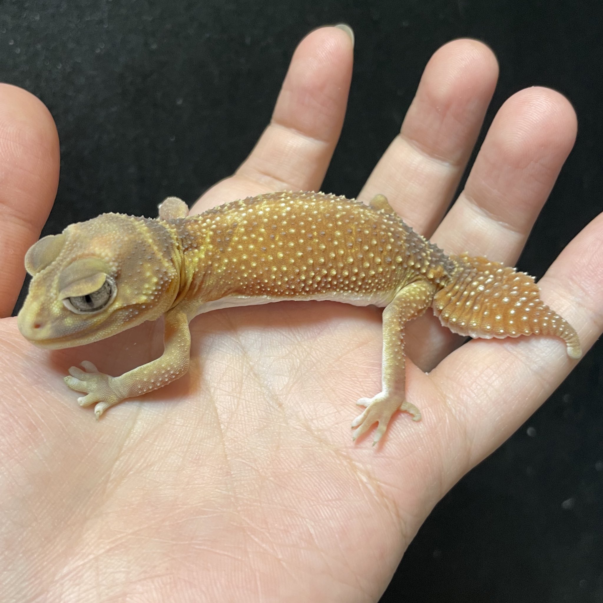 ヤモリの悪魔 少々ザワついてるようですが… – レプタイルストア ガラパゴス
