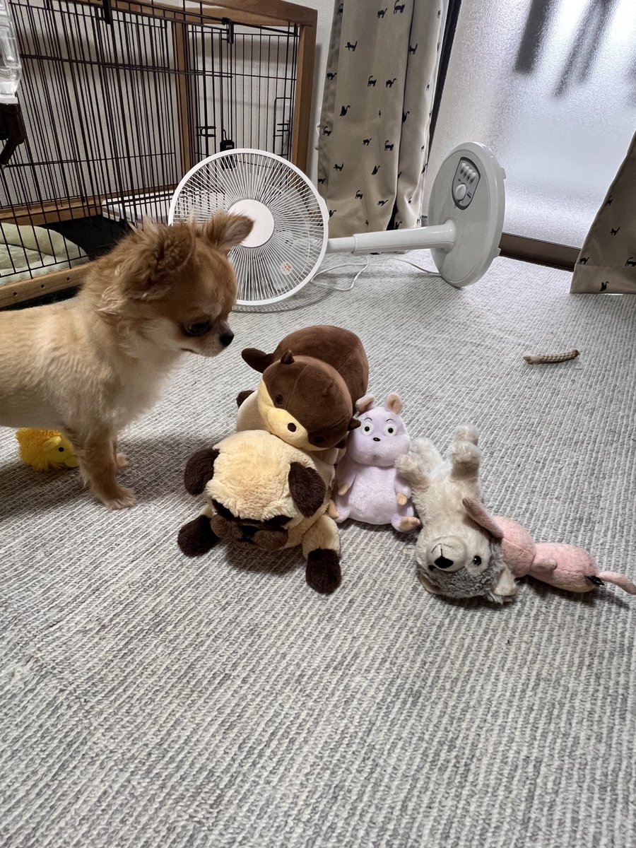 チワワ - Search / X