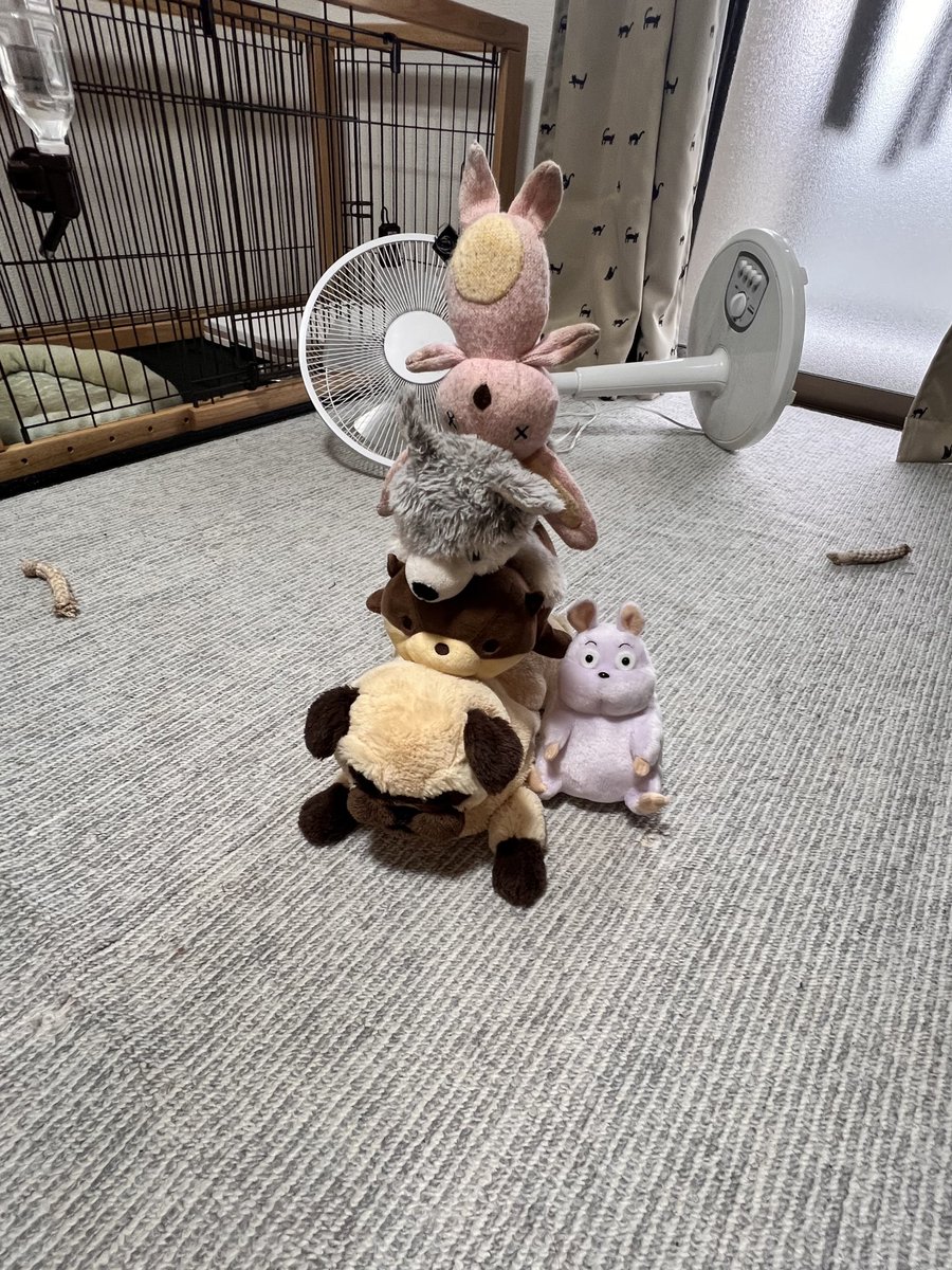 チワワ - Search / X