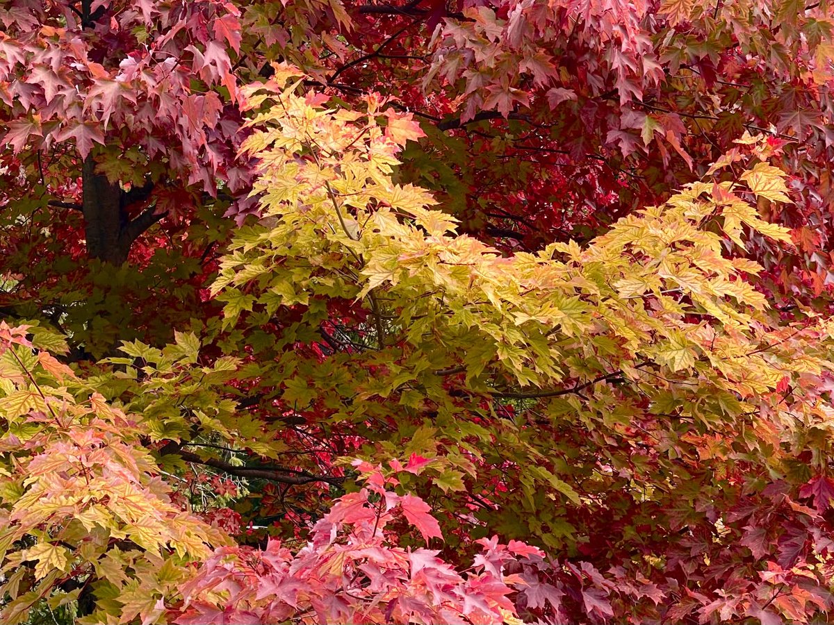 BlacksWeather's tweet image. Autumn 🍂 officially arrives today. The Equinox is at 2:19 pm. Sunrise is now at 6:50am, while sunset today is before 7pm at 6:59pm. Perhaps it is fitting to see showers around & a possible ⚡️. High 21°. Wind S 10-20. Low 16° with fog. Mainly cloudy Tues. A stray ☔️. High 22°.