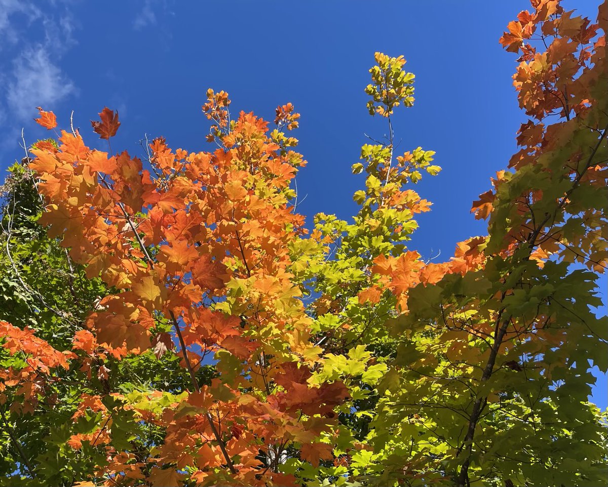 BlacksWeather's tweet image. Autumn 🍂 officially arrives today. The Equinox is at 2:19 pm. Sunrise is now at 6:50am, while sunset today is before 7pm at 6:59pm. Perhaps it is fitting to see showers around & a possible ⚡️. High 21°. Wind S 10-20. Low 16° with fog. Mainly cloudy Tues. A stray ☔️. High 22°.