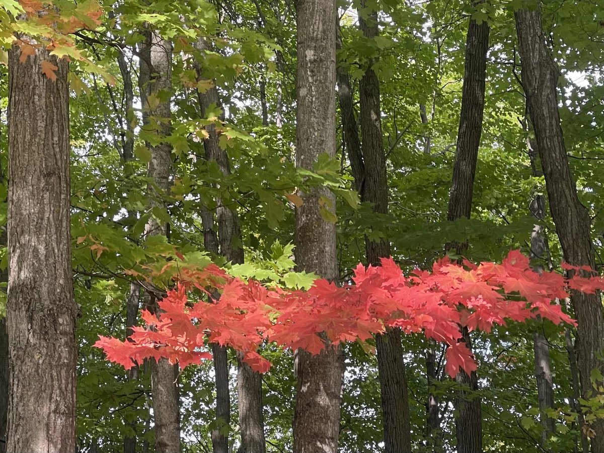 BlacksWeather's tweet image. Autumn 🍂 officially arrives today. The Equinox is at 2:19 pm. Sunrise is now at 6:50am, while sunset today is before 7pm at 6:59pm. Perhaps it is fitting to see showers around & a possible ⚡️. High 21°. Wind S 10-20. Low 16° with fog. Mainly cloudy Tues. A stray ☔️. High 22°.