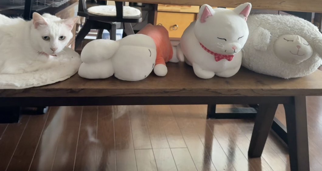 鈴猫🐾_すずねこ_bell_the_cat (@suzu_bell_neko): 