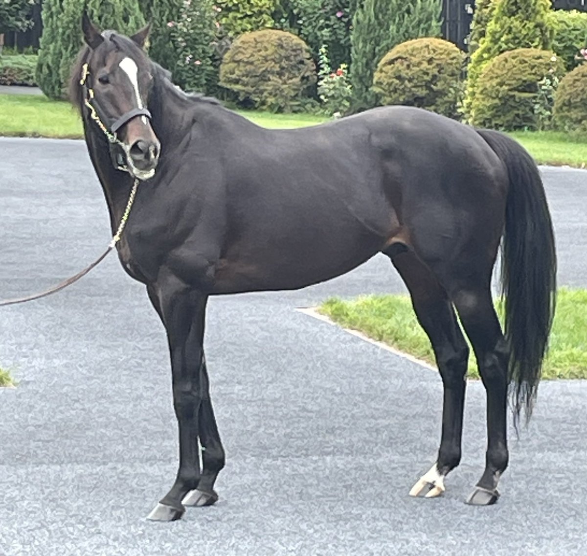 キタサンブラック