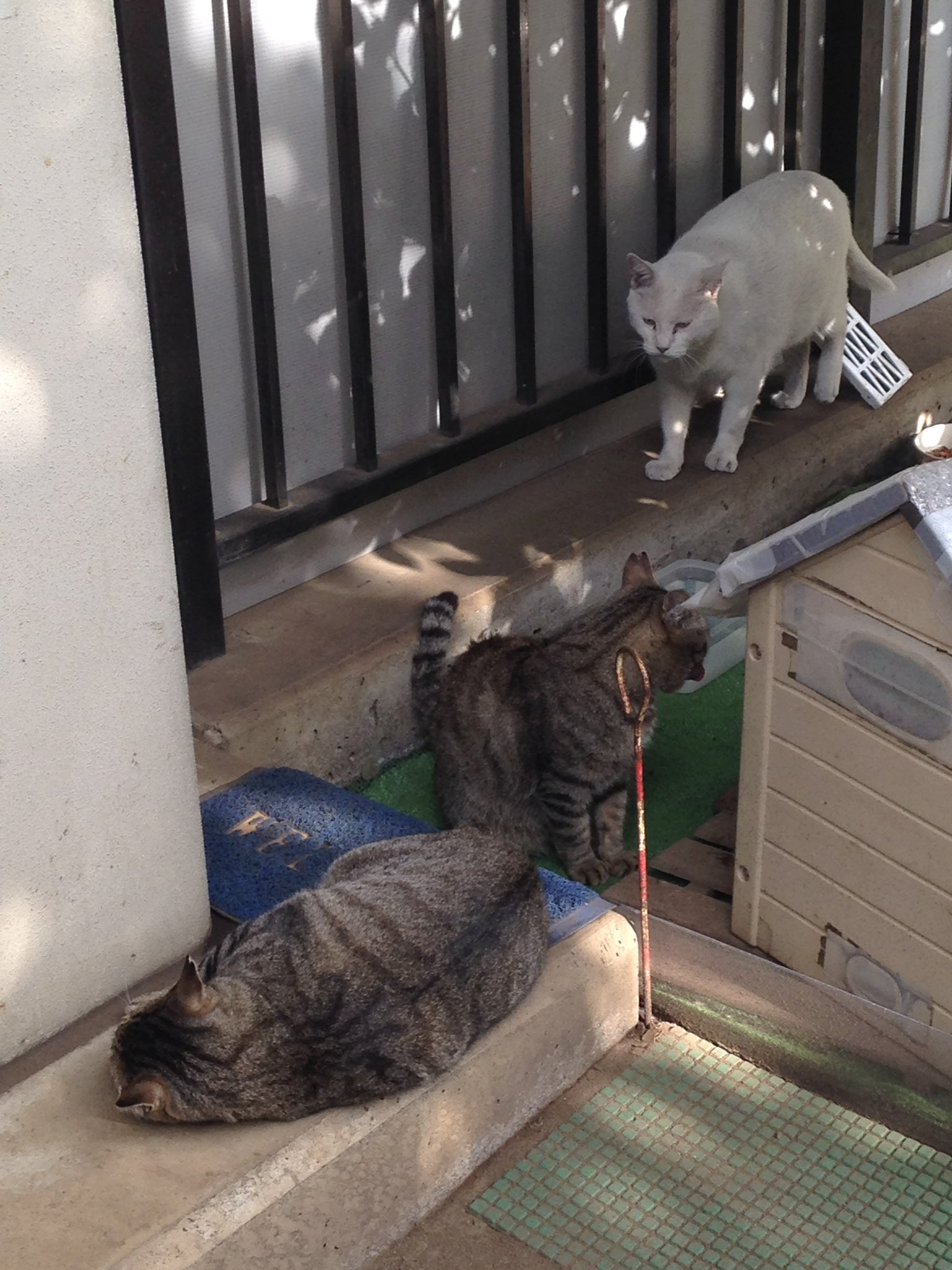 猫 今日の猫。ー 外猫写真で呟きます ー on X: 