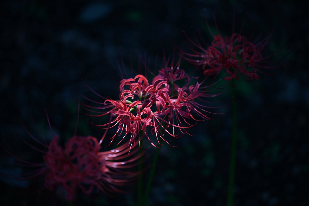 hiro@photography (@hirottarow): 
