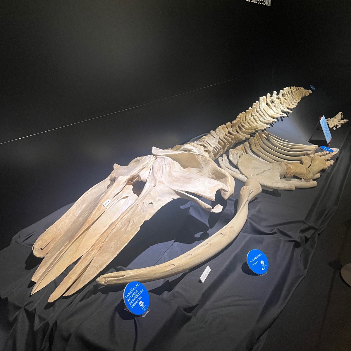 KMNH_kitakyushu's tweet photo. #Bones2 の見どころ:展示している標本の多くは、普段博物館の収蔵庫に保管されています。私たちが住む地球の自然について理解し守っていくために、博物館は自然史資料を大切に後世に残していく役割を担っています。 #いのちのたび博物館 https://t.co/GeJzXhmzQE. Bones2は明日9/23(火・祝日)まで! https://t.co/V5JuKvgyW2