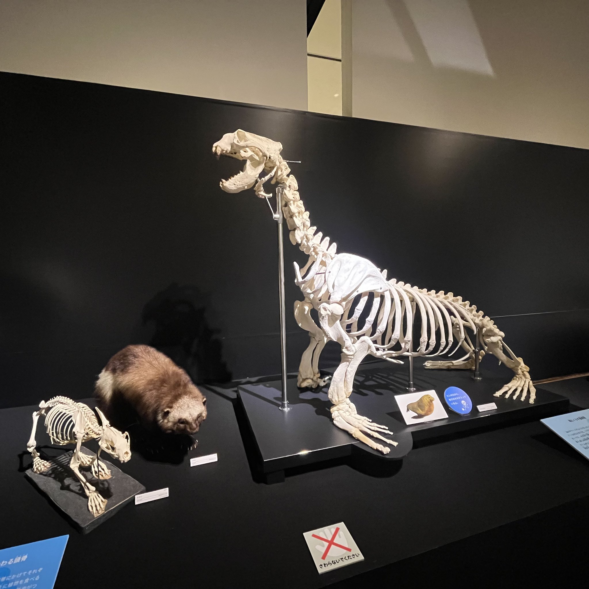 博物館 クラス ポリネシア 出土品 大珍品 旧日本兵 持ち帰り品 石像 博物館 クラス ポリネシア 出土品 大珍品 旧日本兵 持ち帰り品