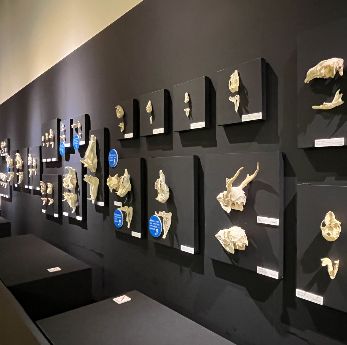 KMNH_kitakyushu's tweet photo. #Bones2 の見どころ:展示している標本の多くは、普段博物館の収蔵庫に保管されています。私たちが住む地球の自然について理解し守っていくために、博物館は自然史資料を大切に後世に残していく役割を担っています。 #いのちのたび博物館 https://t.co/GeJzXhmzQE. Bones2は明日9/23(火・祝日)まで! https://t.co/V5JuKvgyW2