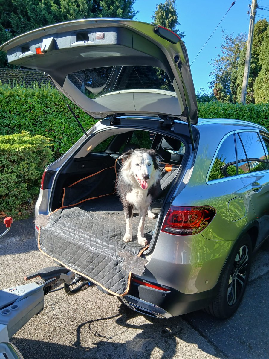 Morning guys, I hope your Monday is as good as Montys! 

He's boarded and ready to head to a beach 😆 🌊⛱️🐕