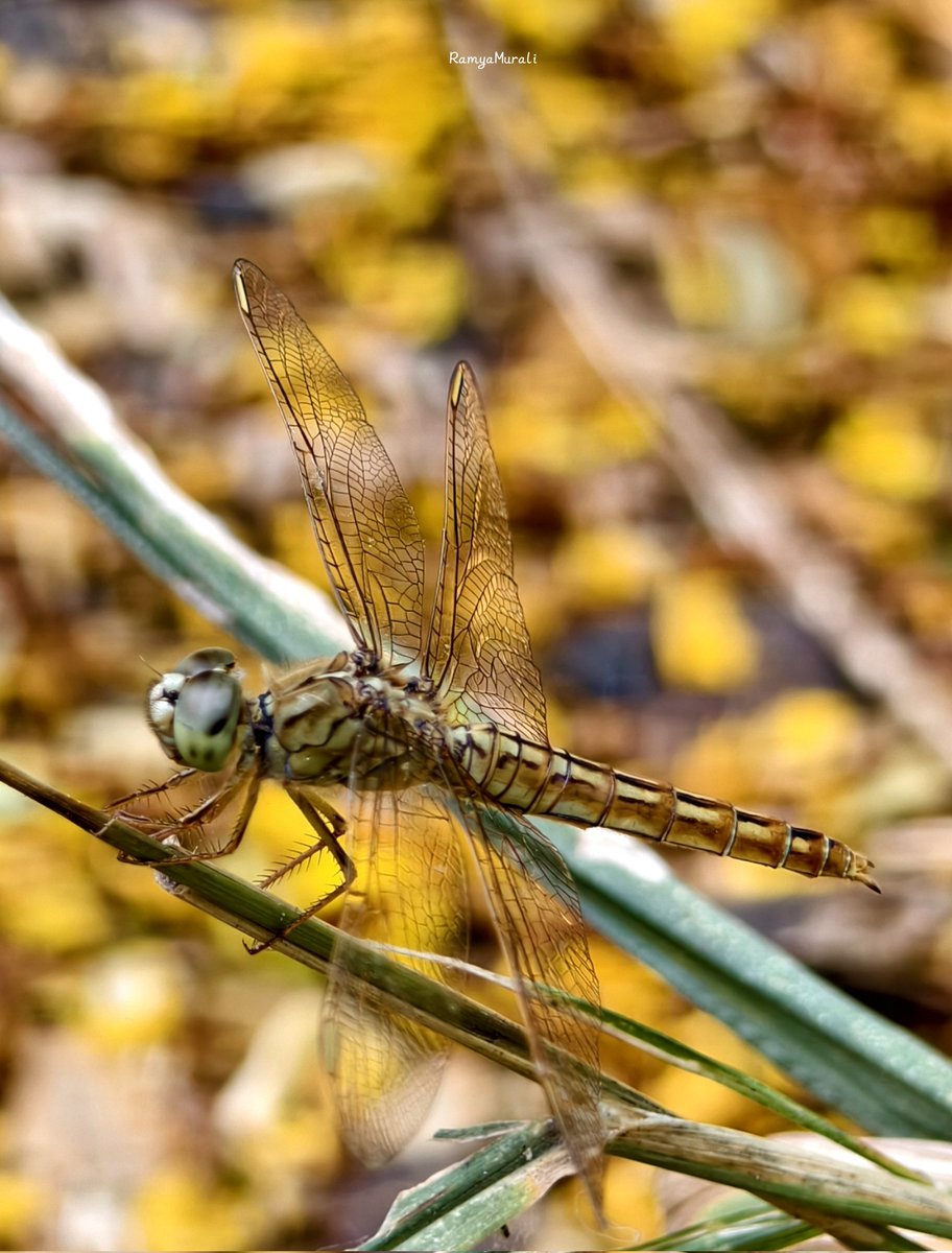 drramyamurali's tweet image. Share your photographs with Bokeh Background.