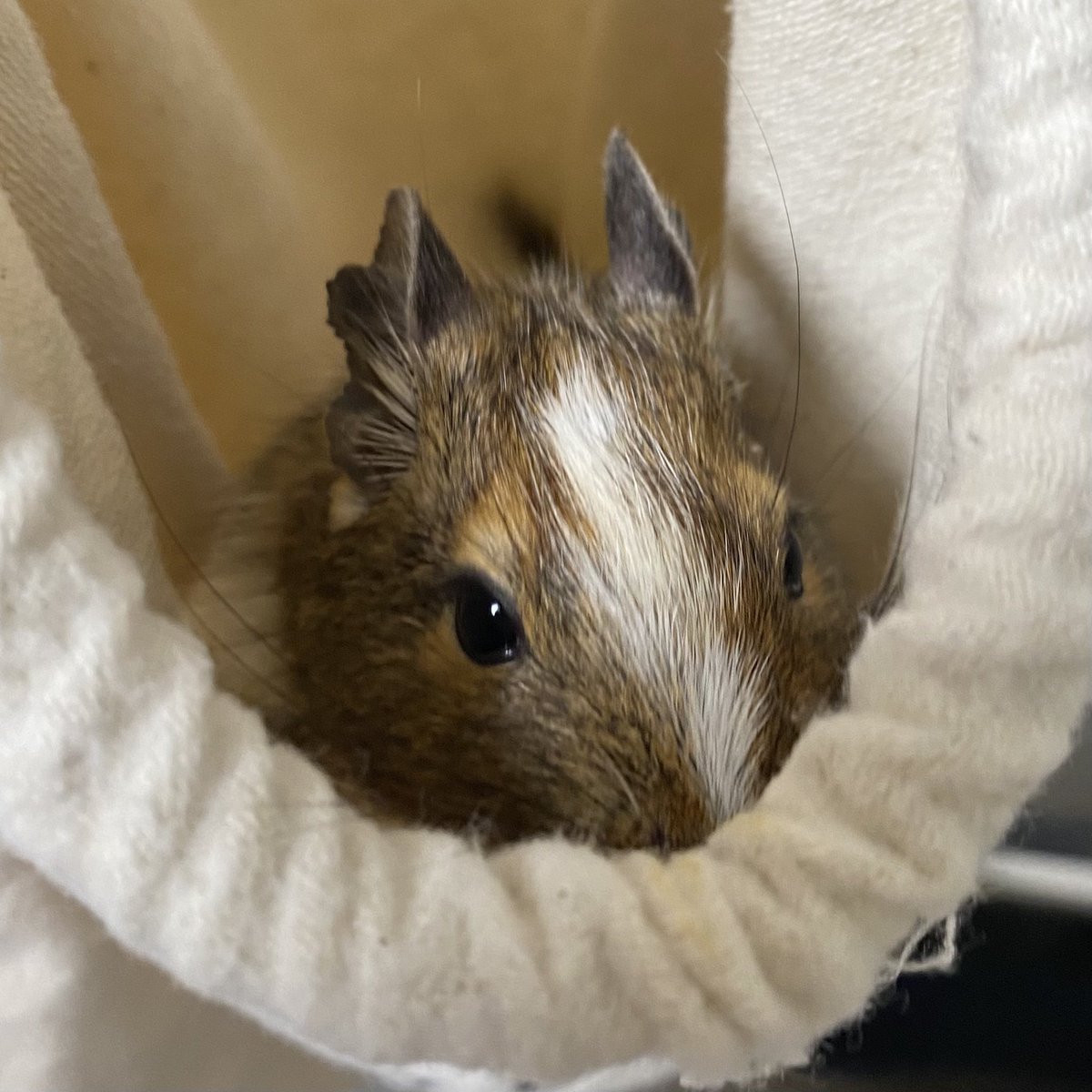 sya_mo_maru's tweet image. 🐭&amp;lt;きんちゃくぶくろに入って遊んだでち〜♪

#デグー