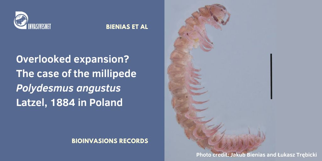 Invasivesnet's tweet image. Rapid eastward range extension of the millipede Polydesmus angustus, from Germany to Poland. The species occupies disturbed, anthropogenic habitats, supporting a human-mediated dispersal scenario. Open access buff.ly/iN6BJ75 #INVASIVESNET #BIR