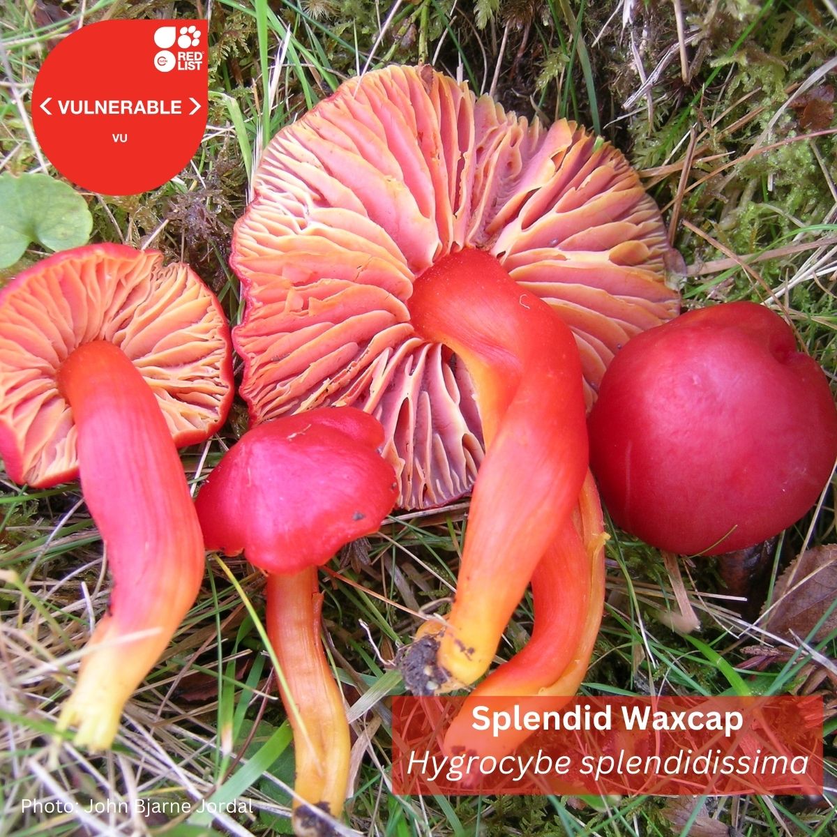 IUCN's tweet image. Fungi form the very foundation of healthy ecosystems but threats such as #deforestation and agricultural expansion are driving a global decline. 

Over 1,000 of the world’s 155,000 known fungal #species have now been assessed the @IUCNRedList. 

Learn more rb.gy/9yhfs8