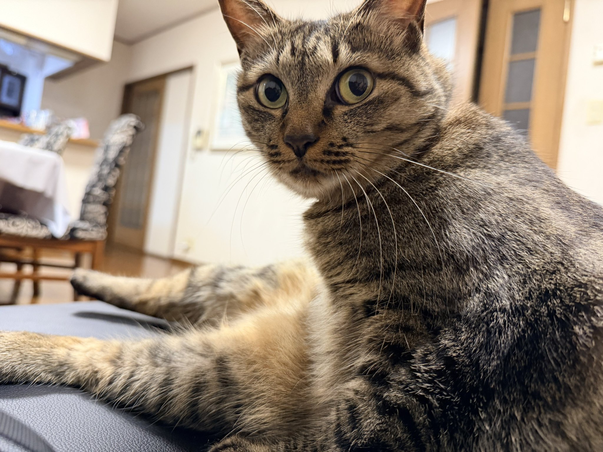 ねこしゃもじ 23区 6113582 セール】 ししゃもねこひらひらじゃらし : PEPPY ペピイ Yahoo