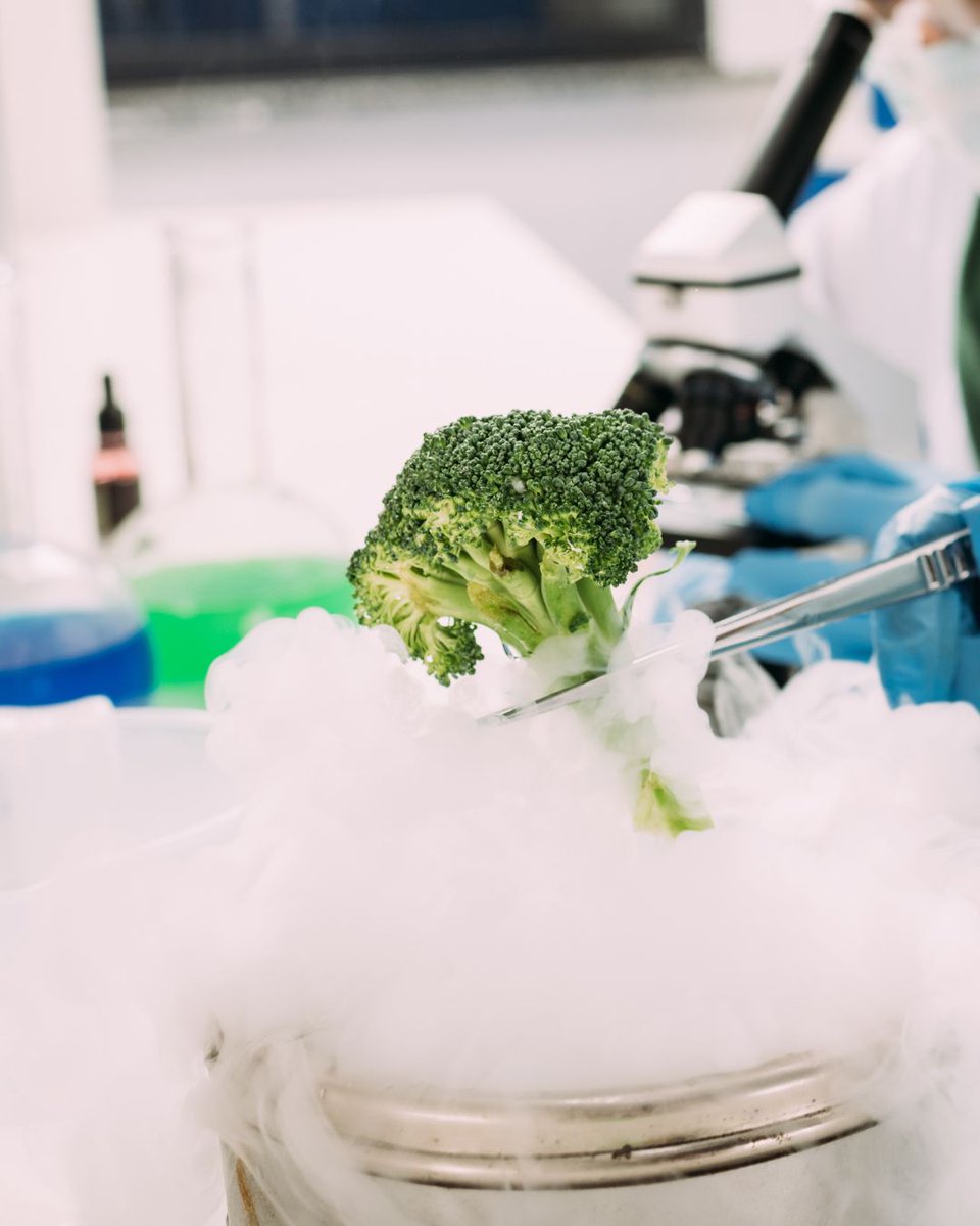 🔬 El brócoli contiene sulforafano, un compuesto que activa ciertos genes que ayudan a:

•Combatir la inflamación
•Proteger el ADN frente al daño oxidativo
•Favorecer la desintoxicación natural del cuerpo