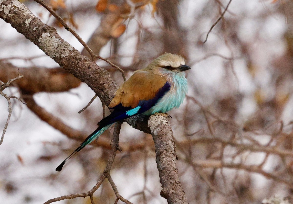 Reuben Braddock tweet media