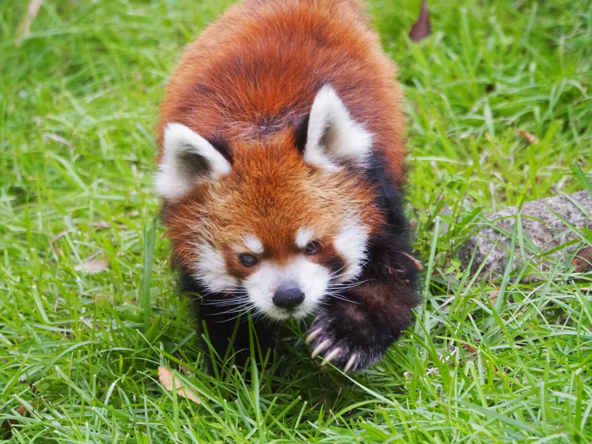 レッサーパンダ（立ちポーズ❣️） 2本足で立つレッサーパンダ風太くん“ 7月5日で18歳に 現在