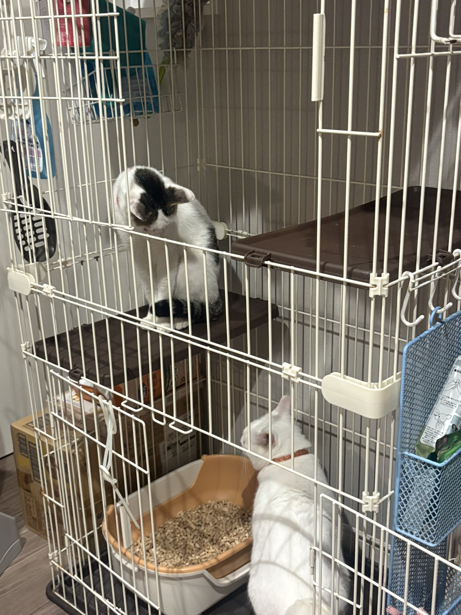 チーターベビー(灰)♡里親様募集～♡まなあきちゃん御予約♥(*´艸｀*) チーターベビー(灰)♡里親様募集～♡まなあきちゃん御予約♥(*´