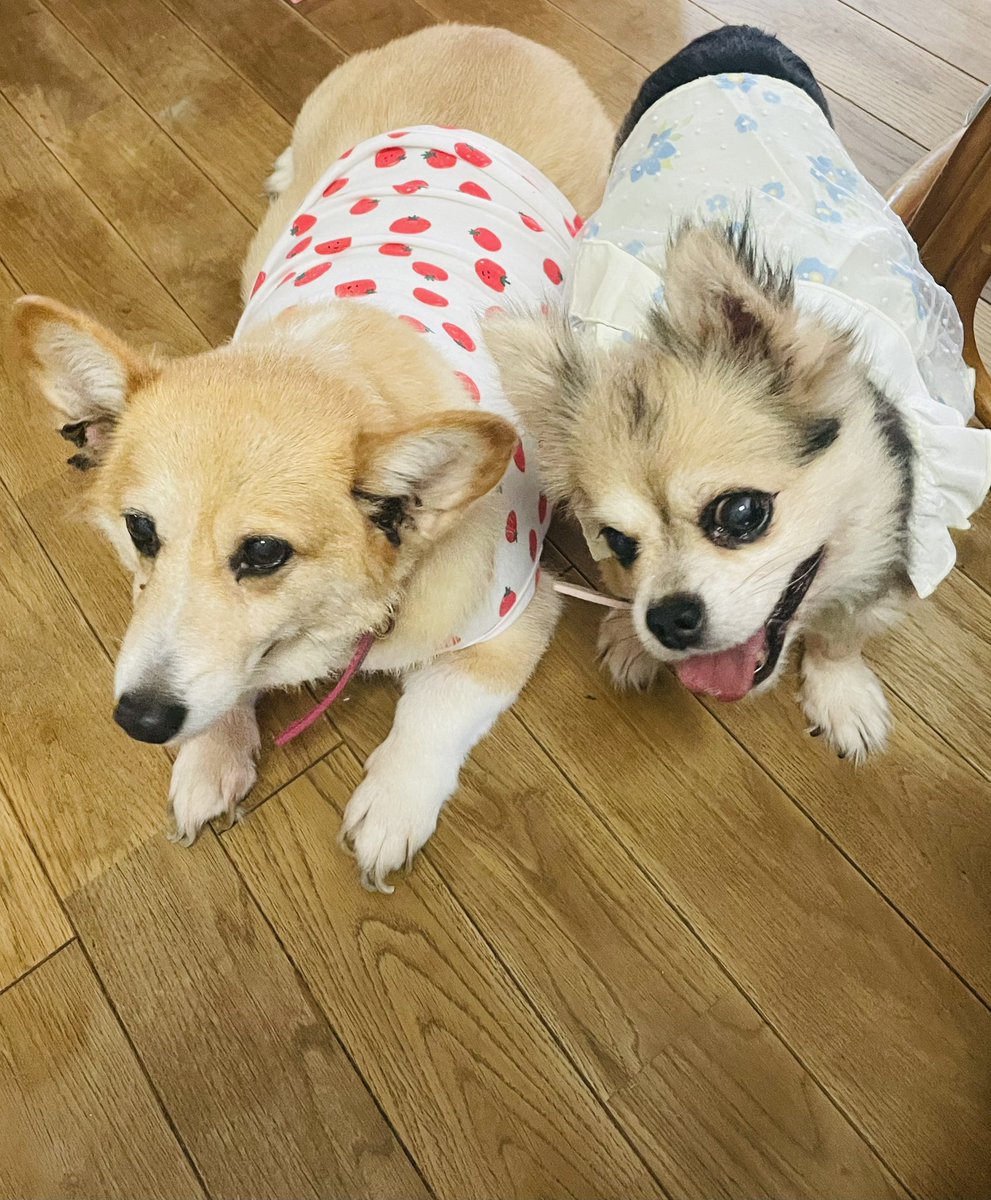 今日の夜ごはん🌙手抜き
パンだけ手作り

2連休最終日。
トイプーの空
チワワのめぐだけ✂️とお風呂

明後日も休みなので、あと3匹は次に☝️疲れた…

父が退院して介護で疲れ果てた
その割に元気だわ…私
#おうちごはん #手抜き #パン
#トリミング #トイプー 
#チワワ #デカチワワ 
#デカポメ #コーギー