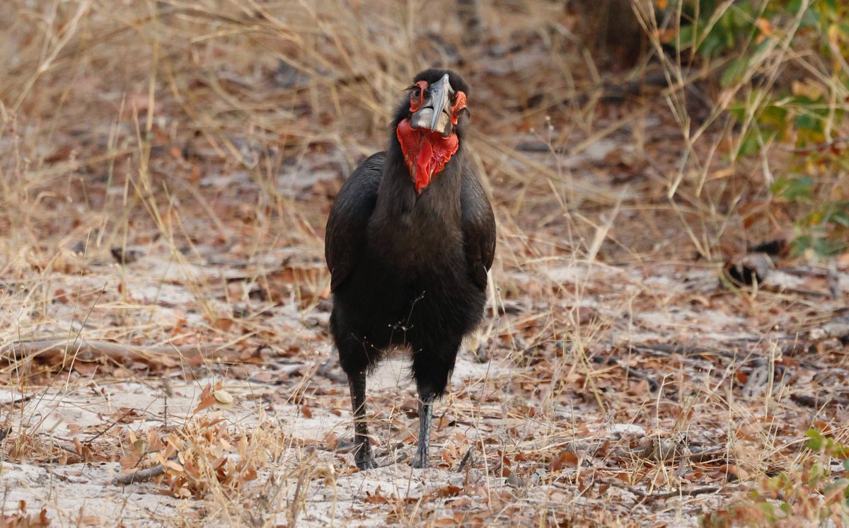 Reuben Braddock tweet media