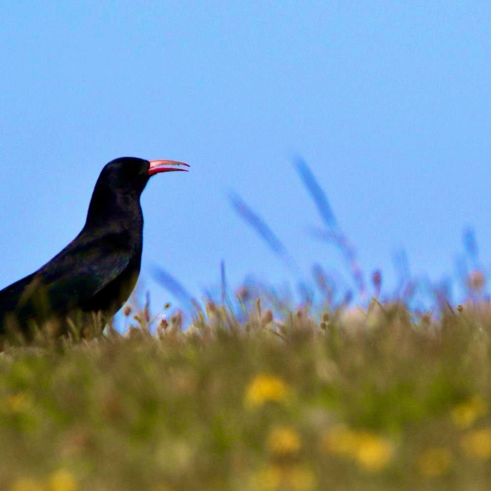 I’m migrating over to Bluesky today. Too many unwanted non-wildlife stuff reaching my X feed. Find me over there on <a href="/marcbuzzard/">Marc Hughes</a>.bsky.social -Thanks for all the follows + communications on here over the years. I will pop  back occasionally over next month to see what’s going on👍