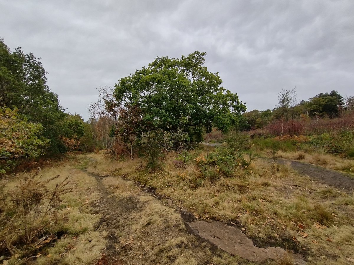 Prehistoric Wirral tweet media